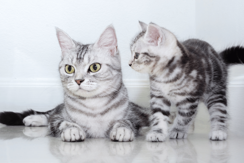 American Shorthair