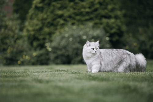 British Longhair