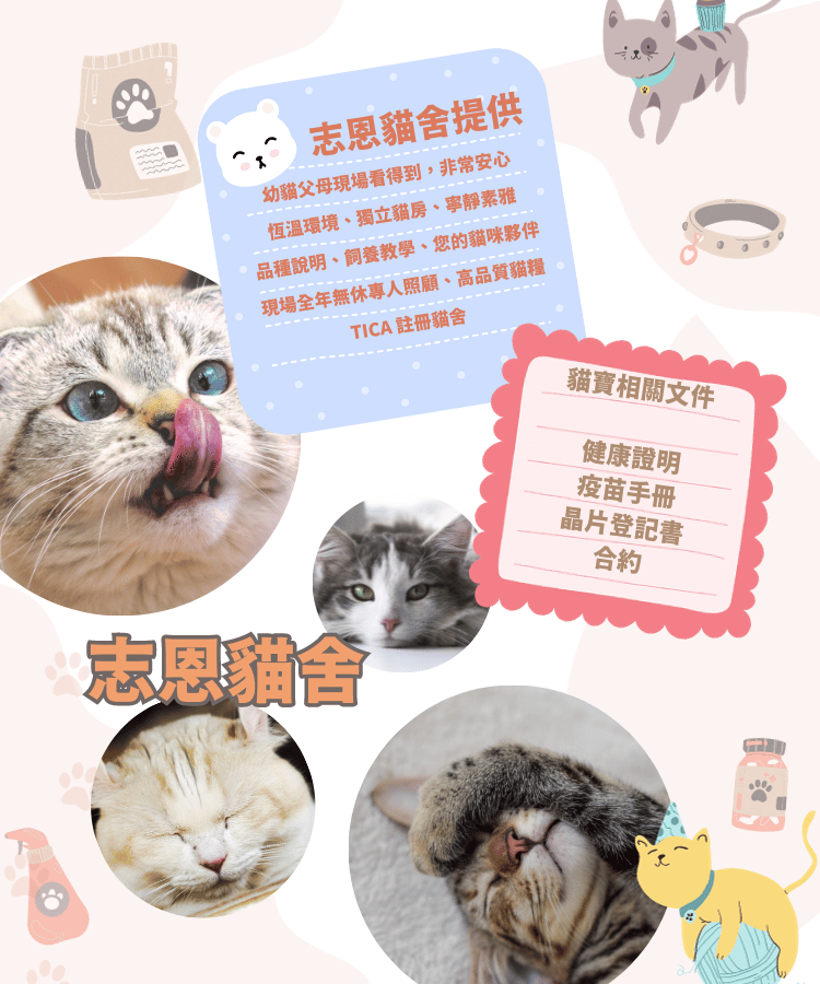 志恩貓舍 banner-mobile-2