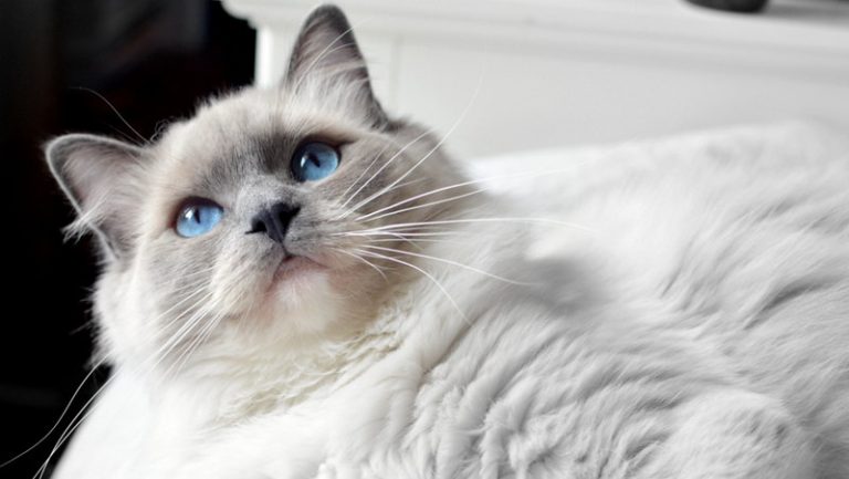 Blue Point Mitted Girl