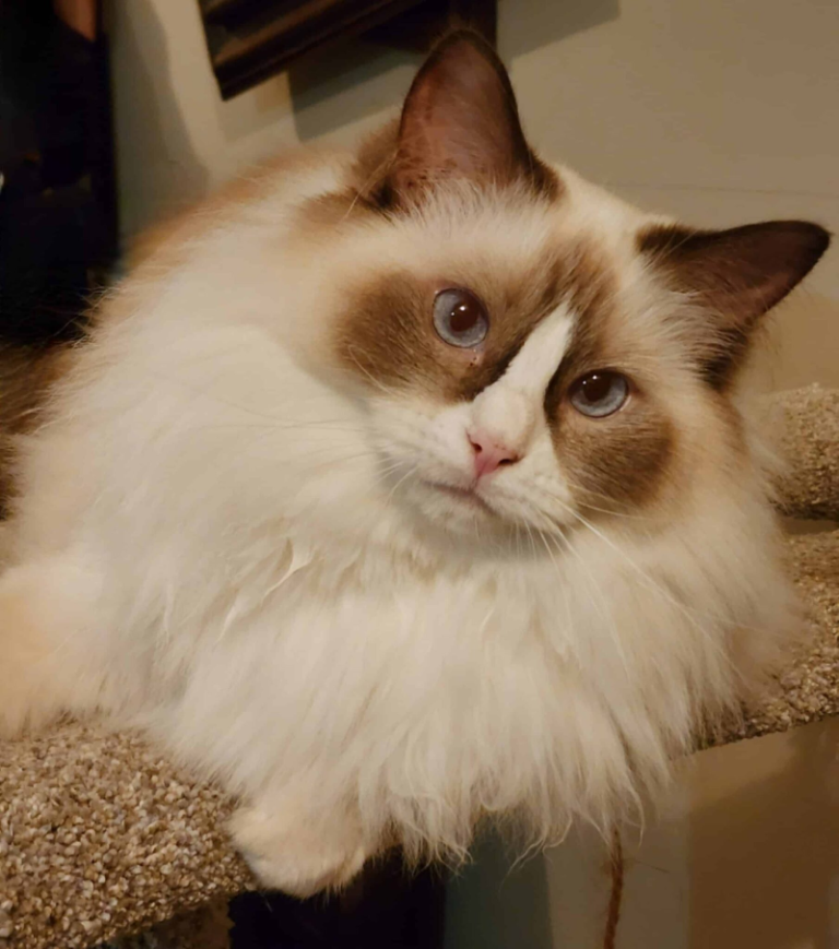 Chocolate-Bicolor-Ragdoll-Cat