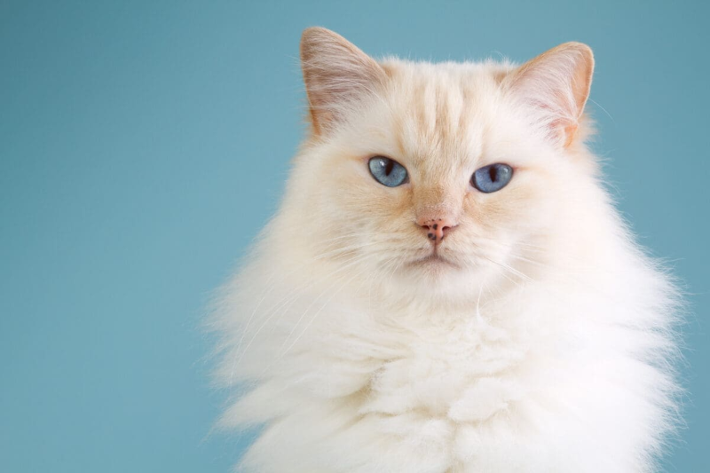 cream-colored-ragdoll-cat