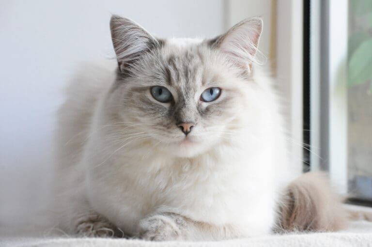 lilac-ragdoll