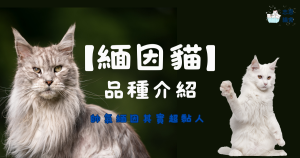 緬因貓品種介紹-一隻價格多少-新竹正規合法貓舍推薦