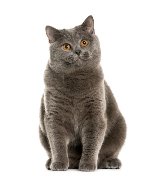 深藍色是許多人認為英國短毛貓的標誌色